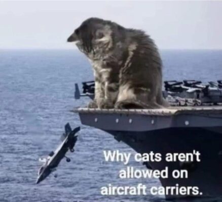 Cattitude--- the world just can't be flat