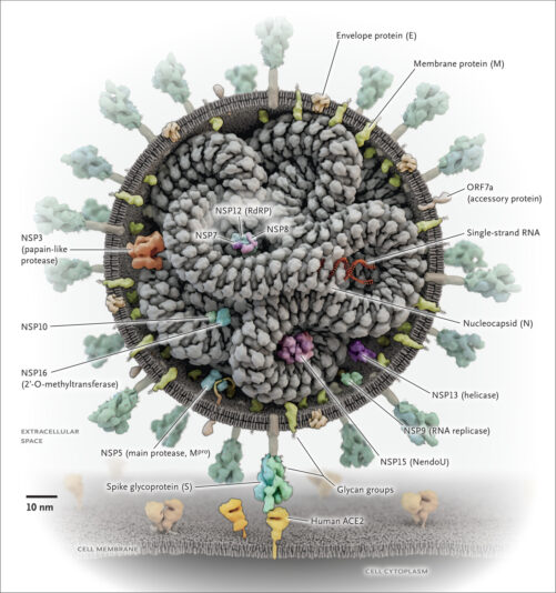 nucleocapsid1