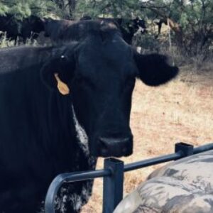 Profile photo of cattlerancher