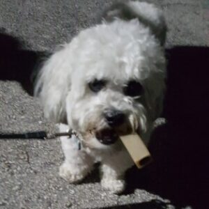 Profile photo of drscruf
