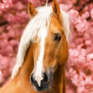 Profile photo of Sadie