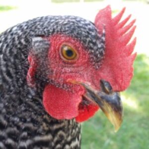 Profile photo of Charles l