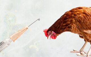 Dr. Varon Bird Flu Op-ed