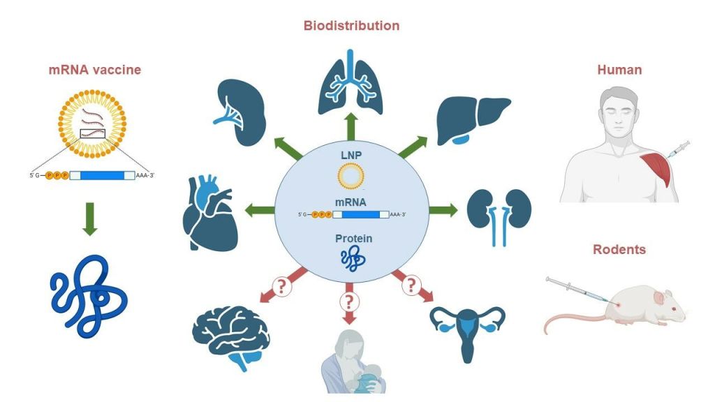 mrna lnp biodistribution