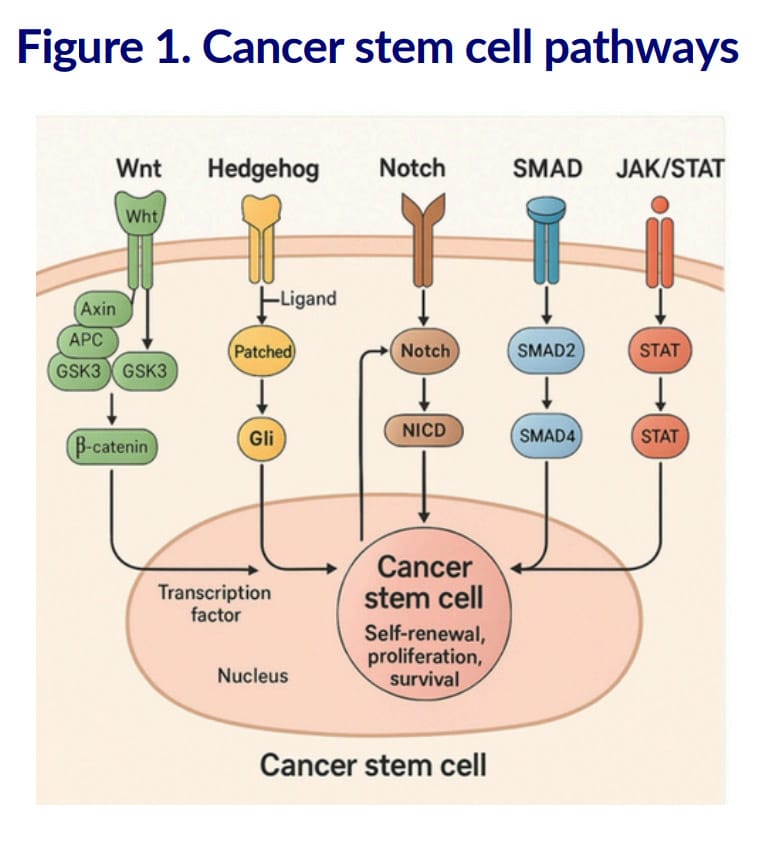 cancer stem cell pathways cancer stem cell pathways