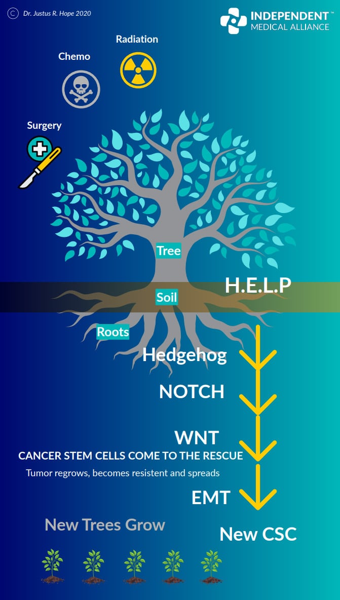 cancer stem cell tree infographic cancer stem cell tree infographic
