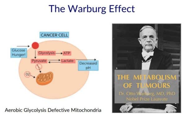 the warburg effect