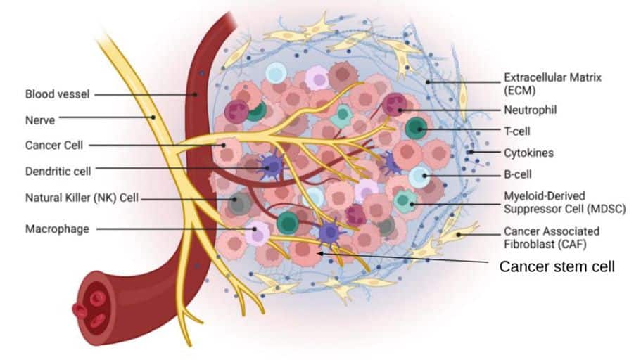 cancer stem cells