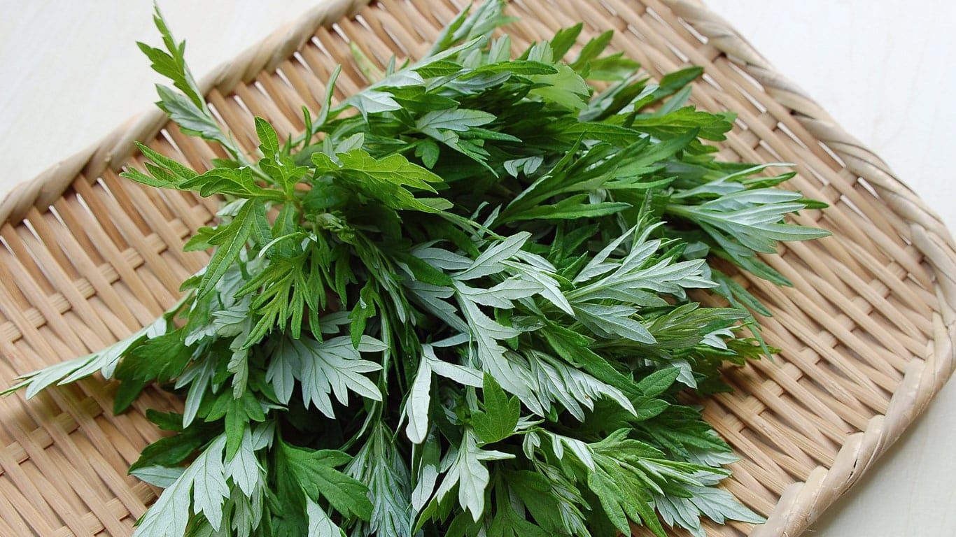 wormwood plant wormwood plant