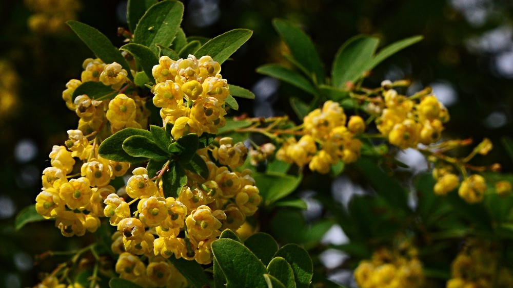 berberine