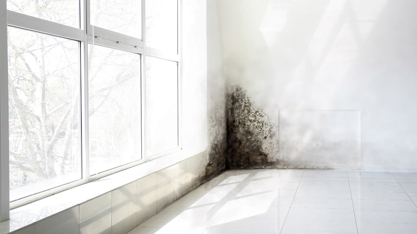 mold is as nasty on your health as it looks mold is as nasty for the body as it looks