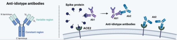 anti idiotype antibodies