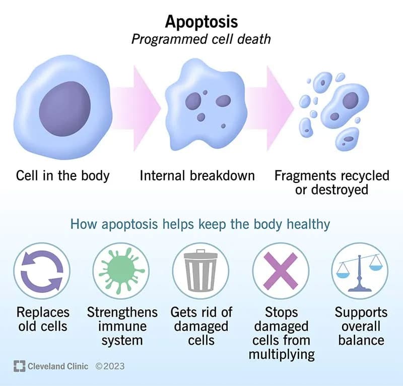 apoptosis