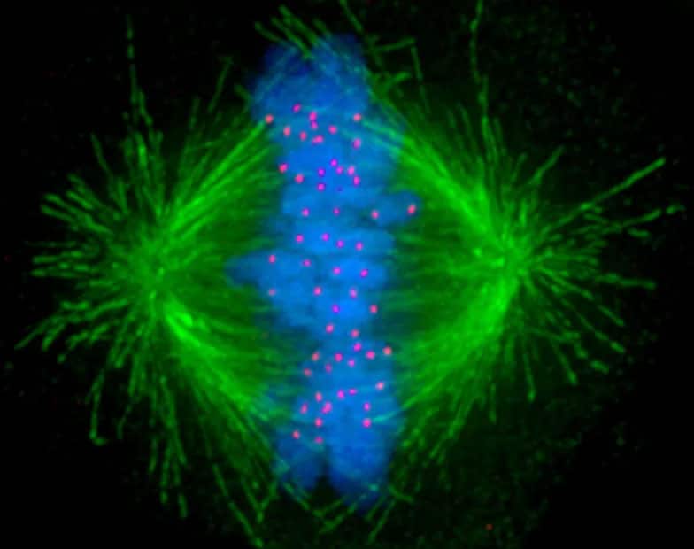 cancer cell division