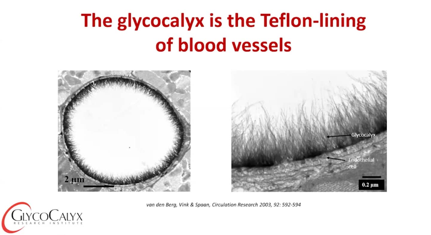 What is glycocalyx?