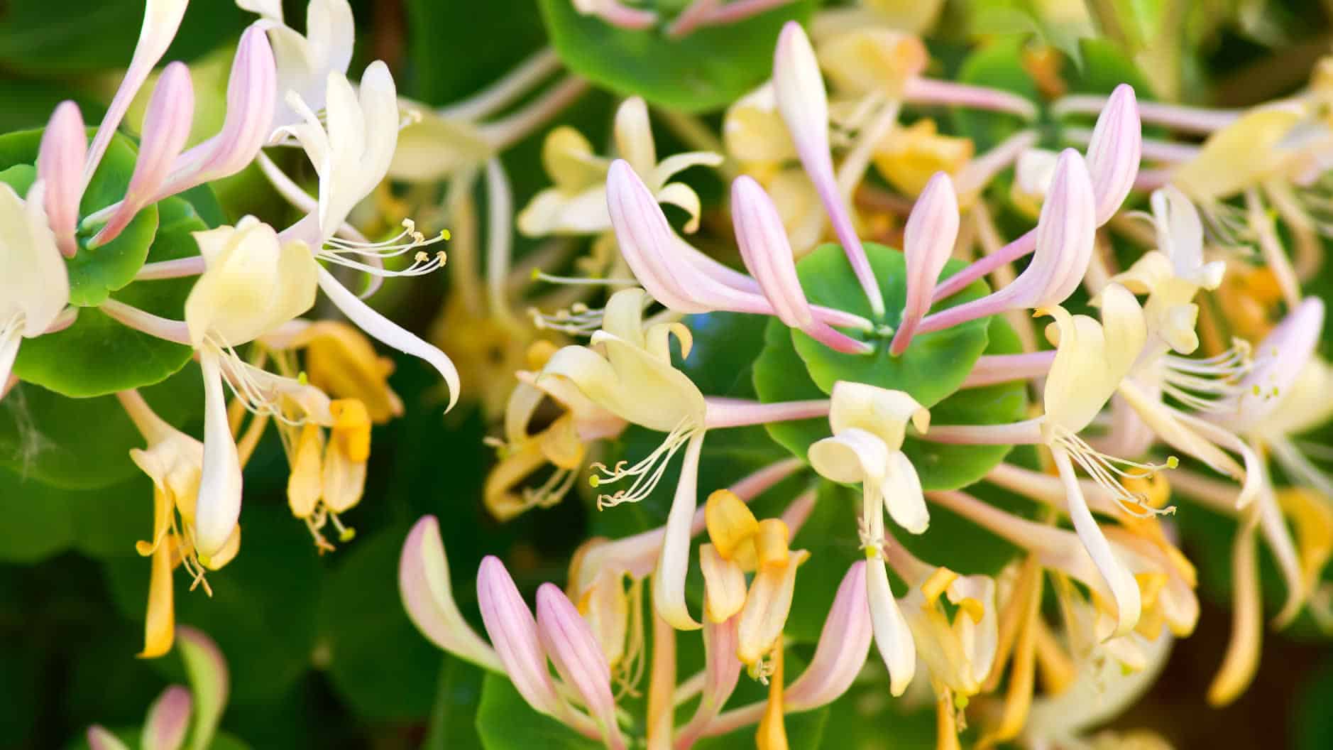 Honeysuckle flowers in bloom