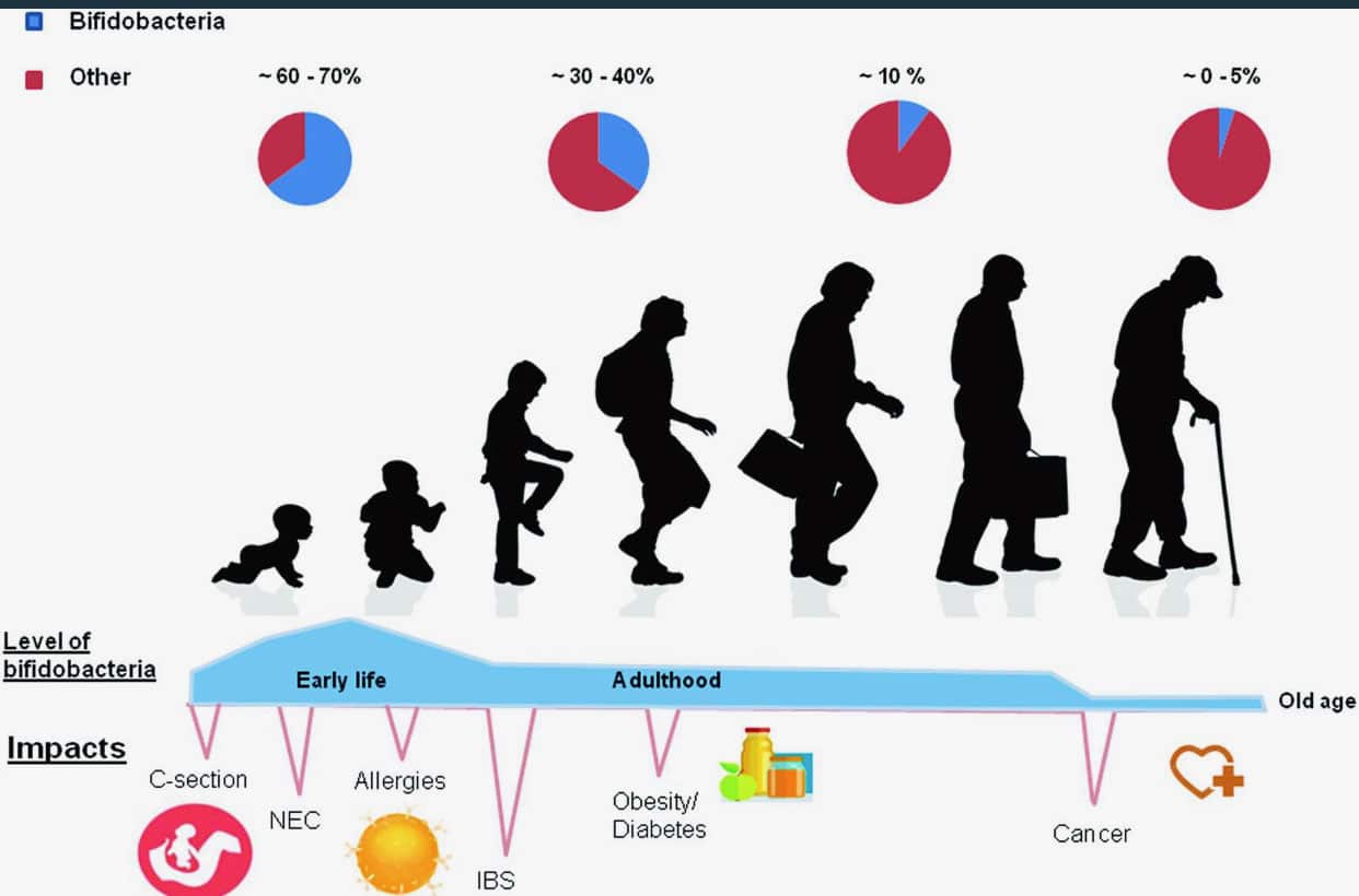 Bifidobacteria across the lifespan, from early life to old age